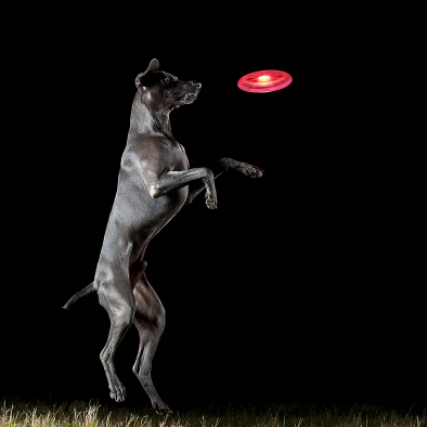 Glow-in-the-Dark Frisbee for Dogs – Play without limits, even at night